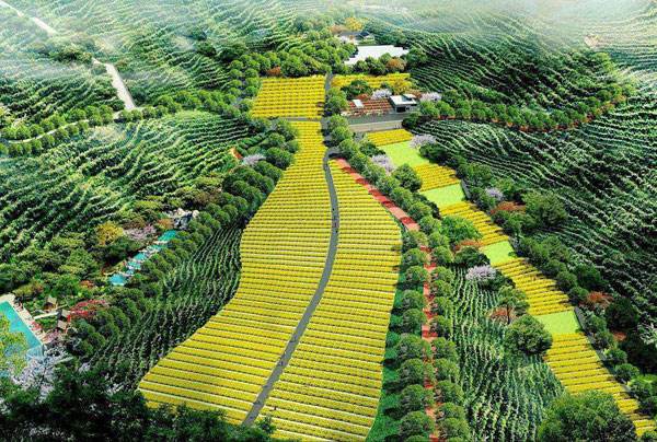 开江县油橄榄现代林业园区拟评为省级现代林业园区
