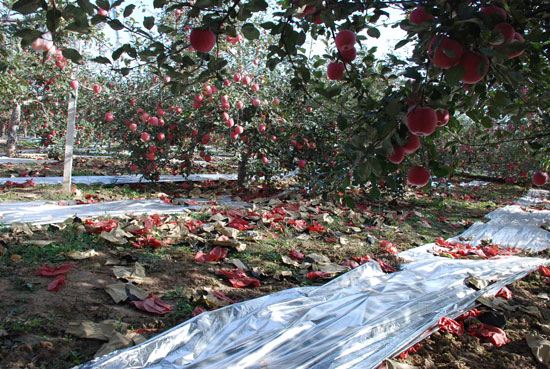 农业废弃物废旧苹果反光膜脱铝回收利用建设项目
